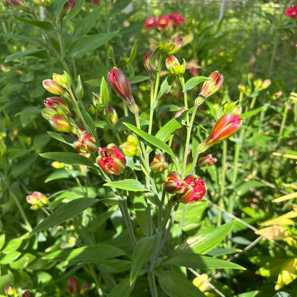 NEW! Alstroemeria Cornish FLORINCA 10 Stems CORAL