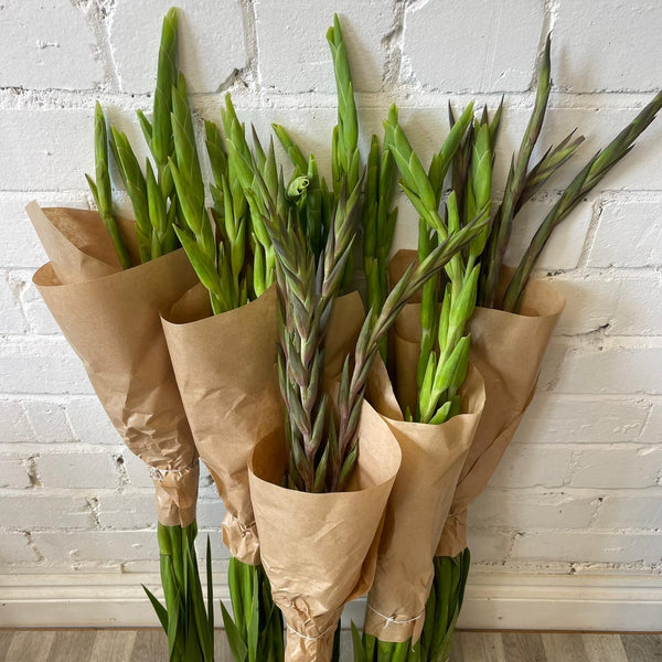 FARM SHOP FLOWERS - Gladioli 6 x 5 stems