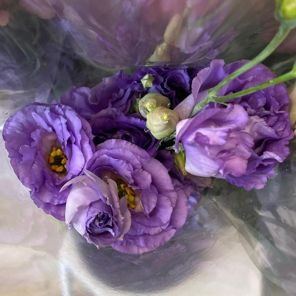 Lisianthus UK GROWN (Suffolk) - mixed colours