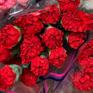 IMPORT - Standard Carnation - Red 25 stems