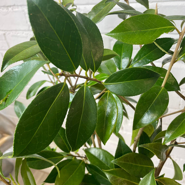 Foliage - Camellia Cornish