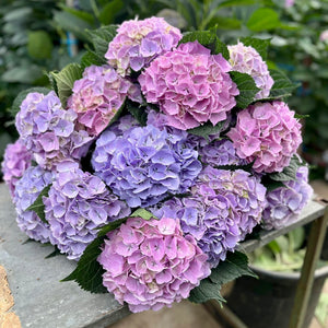 Hydrangea CLASSIC Diamond Lilac -5 Stems Premium Grade