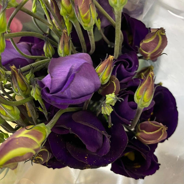 Lisianthus UK GROWN (Suffolk) - mixed colours