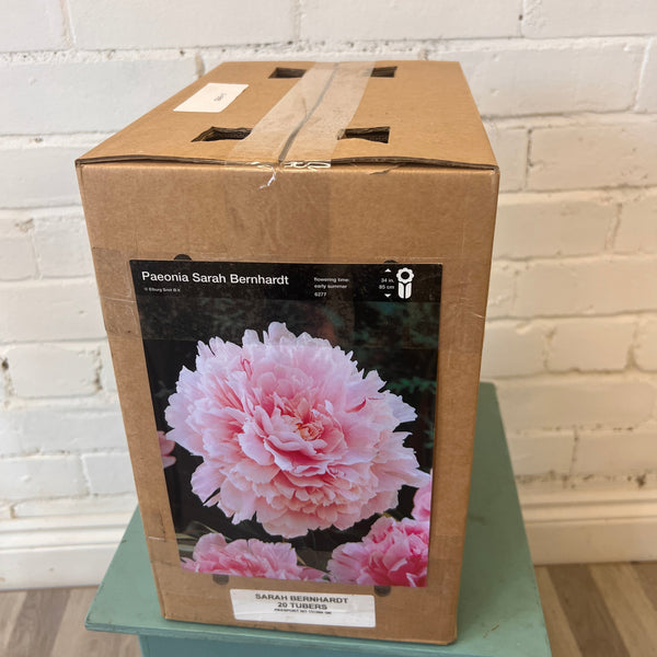 BARE ROOT Peony - Sarah Bernhardt - BOX OFFER