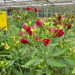 NEW! Alstroemeria Cornish FLORINCA 10 Stems RED