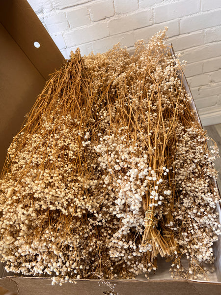 Dried - Preserved Gypsophila