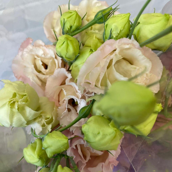 Lisianthus UK GROWN (Suffolk) - mixed colours