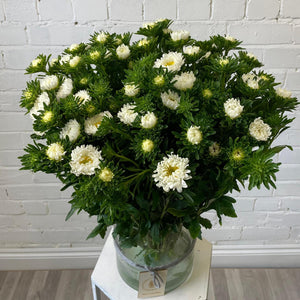 Aster - Bundle of 5 Bunches - WHITE