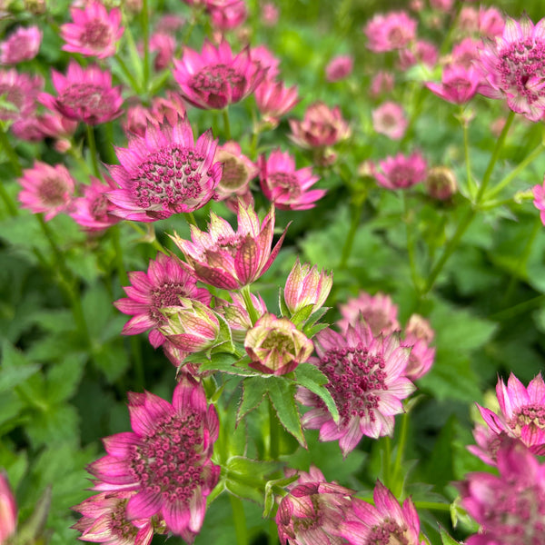 BRITISH FLOWERS (EVERY)WEEK SPECIAL Mixed Box 200+ stems