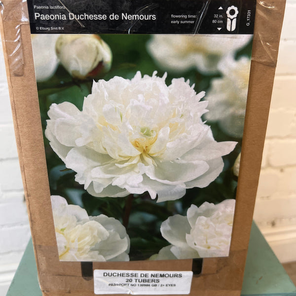 BARE ROOT Peony - Duchesse De Nemours - BOX OFFER