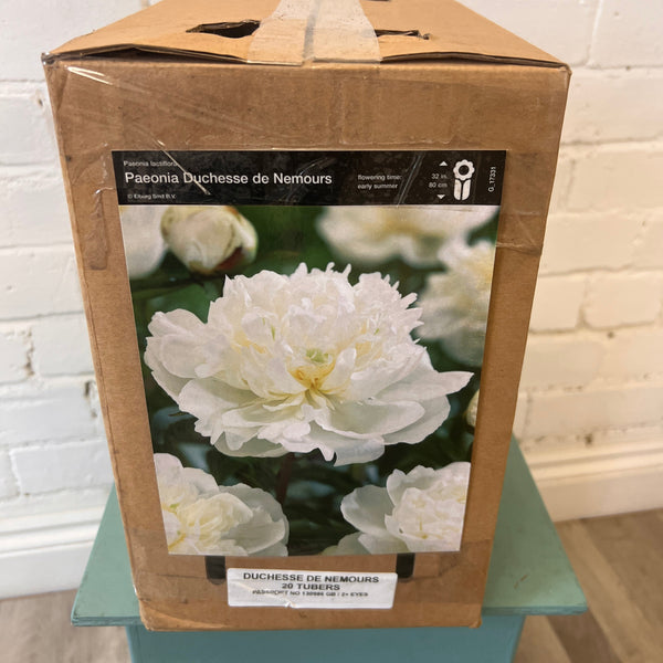 BARE ROOT Peony - Duchesse De Nemours - BOX OFFER