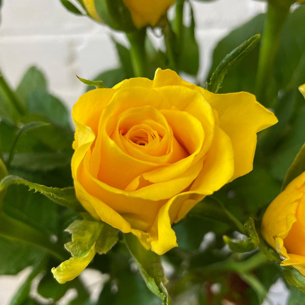 IMPORT - ROSE(KE) Small headed Yellow 50cm