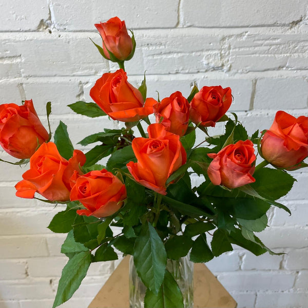 IMPORT - ROSE(KE) Small headed Orange 50cm