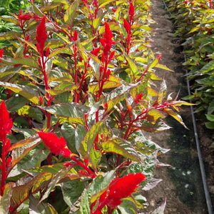 Celosia plumosa - Sunday Red - 10 stems