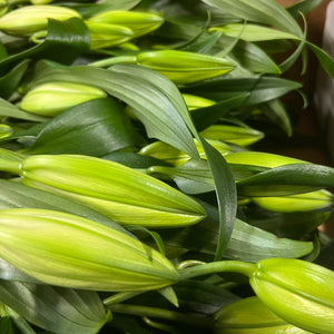 British Lily - Oriental White 5 stems