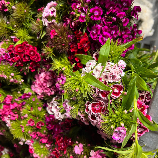 BRITISH FLOWERS (EVERY)WEEK SPECIAL Mixed Box 200+ stems