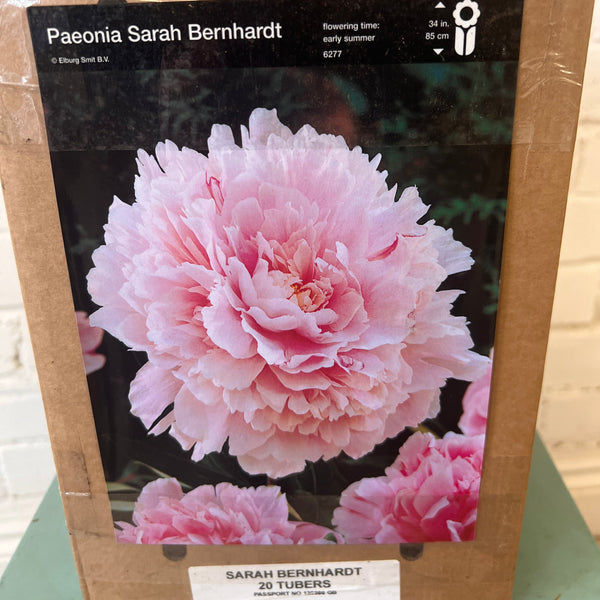 BARE ROOT Peony - Sarah Bernhardt - BOX OFFER