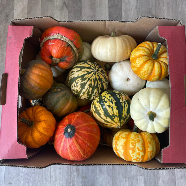 Squash - Assorted (edible) Box of 25