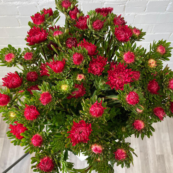 Aster - Bundle of 5 Bunches - RED