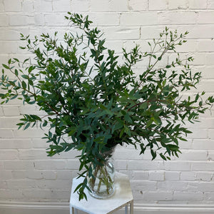 Eucalyptus Parvifolia Bunch Cornish - 1lb bunch