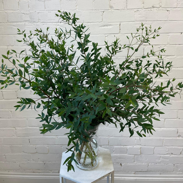 Eucalyptus Parvifolia Bunch Cornish - 1lb bunch