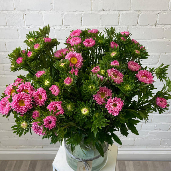 Aster - Bundle of 5 Bunches - PINK