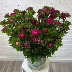 Aster - Bundle of 5 Bunches - DARK PINK