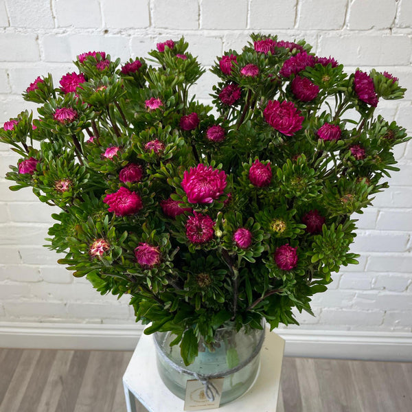 Aster - Bundle of 5 Bunches - DARK PINK