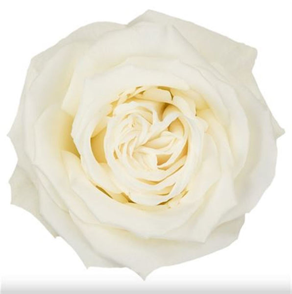 IMPORT Roses 60cm - White Playa Blanca - 25 stems