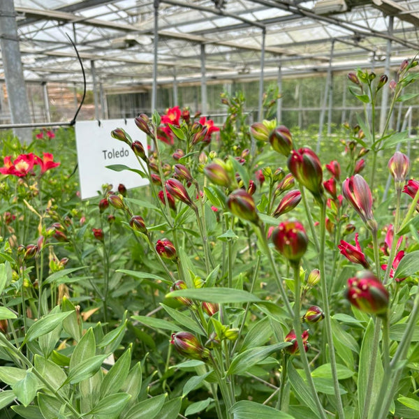 NEW! Alstroemeria Cornish FLORINCA 10 Stems RED