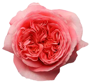 IMPORT - ROSE Pink Expression -60cm 25 stems