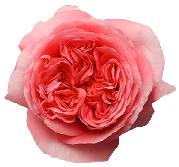 IMPORT - ROSE Pink Expression -60cm 25 stems