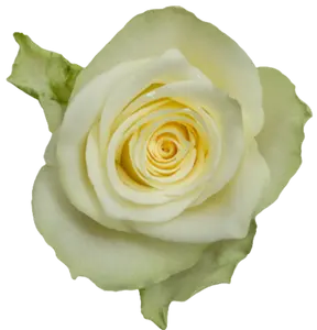 IMPORT - ROSE(KE) Small headed White 50cm