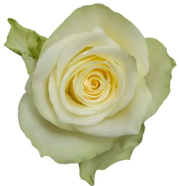 IMPORT - ROSE(KE) Small headed White 50cm