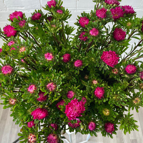 Aster - Bundle of 5 Bunches - DARK PINK