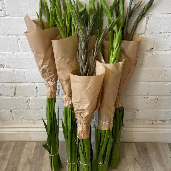 FARM SHOP FLOWERS - Gladioli 6 x 5 stems