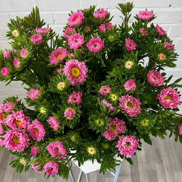 Aster - Bundle of 5 Bunches - PINK