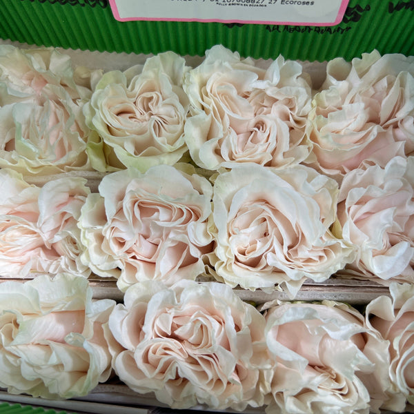 IMPORT - ROSE Cotton Expression Blush-60cm 25 stems