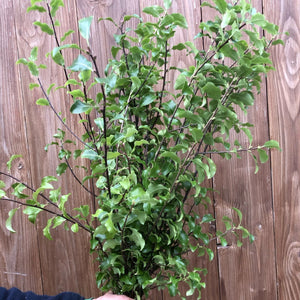 Foliage - Cornish Pittosporum