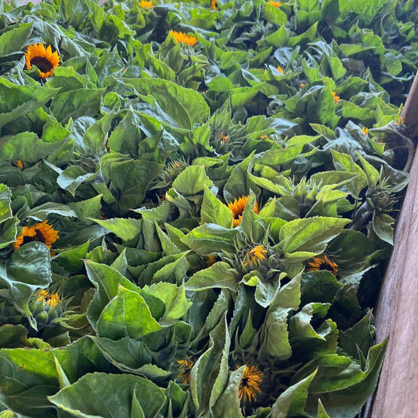 Buy Online Sunflowers bulk UK