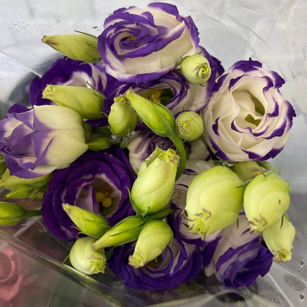 Lisianthus UK GROWN (Suffolk) - mixed colours