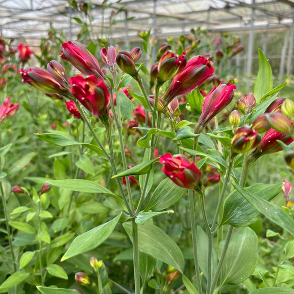 NEW! Alstroemeria Cornish FLORINCA 10 Stems RED