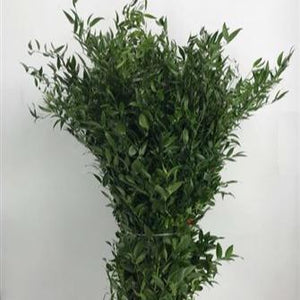 IMPORT - Soft Ruscus 100cm 200gm