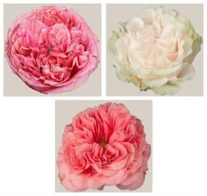 IMPORT - ROSE Toffee Expression -60cm 25 stems