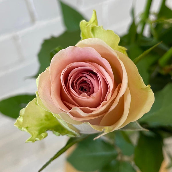 IMPORT - ROSE(KE) Small headed Pink 50cm