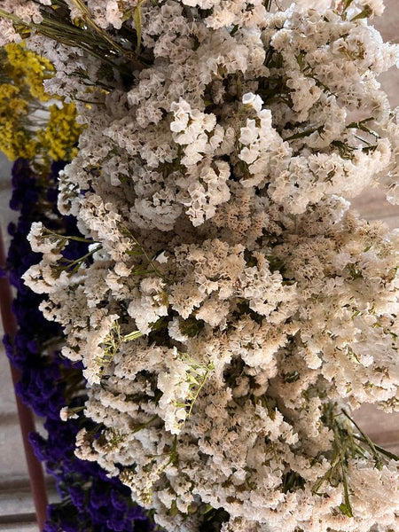 Dried Flowers - Statice Bunches - Colour Mix