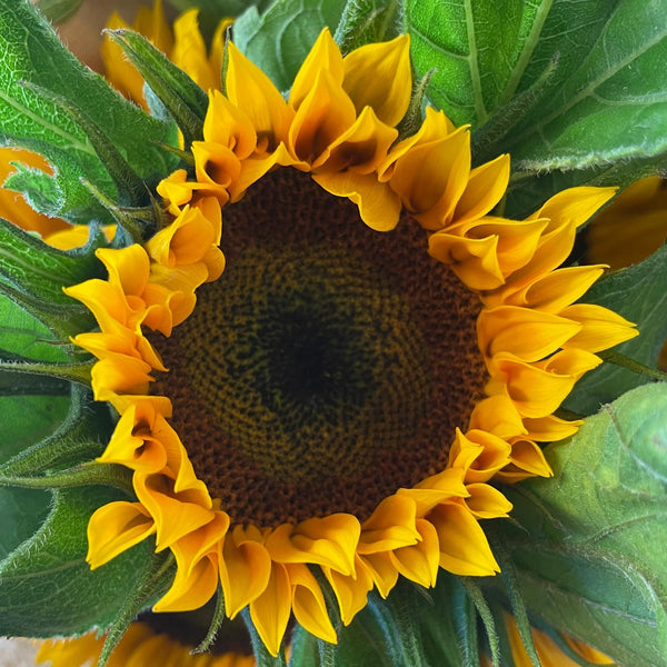 FARM SHOP - Sunflowers UK 6 bunches x 5 stems