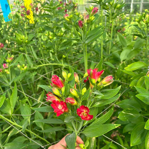 NEW! Alstroemeria Cornish FLORINCA 10 Stems STRONG PINK