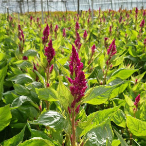 Celosia plumosa - Sunday Purple - 10 stems