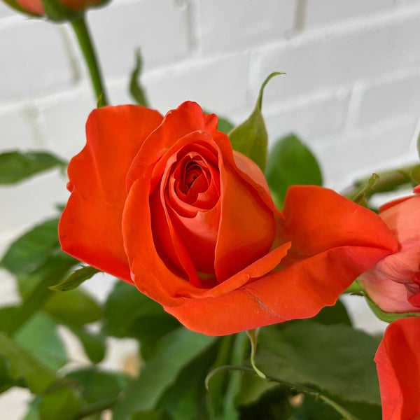 IMPORT - ROSE(KE) Small headed Orange 50cm